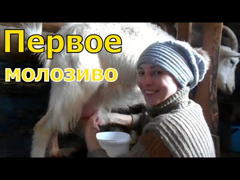 Видео: Первая дойка козы после окота