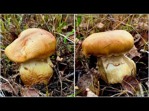 Видео: ГРИБНИК ШОКИРОВАН НАШЁЛ БОРОВИКИ НОВЫЕ ! ПАУТОСЫ ПАПАДОСЫ И МУХОМОРЫ С КОТОРЫХ КАПАЕТ ЖИР ! 2024 !