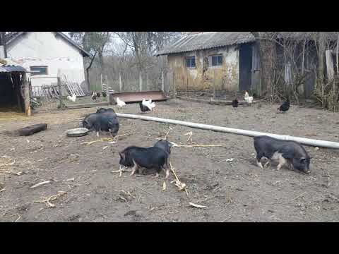 Видео: вєтнамські свині у бабусі