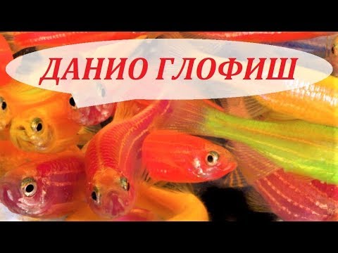 Видео: ДАНИО ГЛОФИШ. Содержание, разведение, совместимость и чем кормить