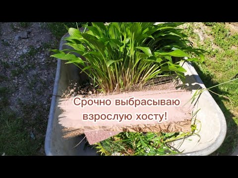 Видео: ВИРУС ХОСТ. Как проявляется и что делать?