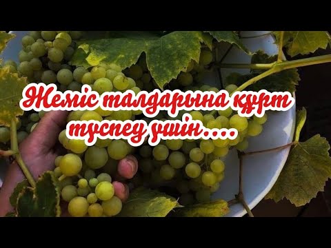 Видео: Жеміс талдарын қалай күтеміз. Қалай жуады? Медный купарос