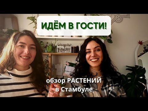 Видео: В гостях у Олы @olabavarsi  / Обзор РАСТЕНИЙ в стамбульской квартире / Растения в интерьере