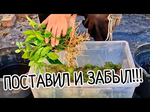 Видео: Укоренение черенков лимона! Поставил и забыл! Результат простого и эффективного способа размножения.
