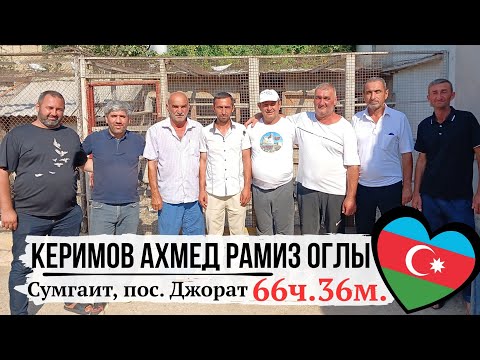 Видео: И ВРЕМЯ И ИГРА ☝️ Седьмой участник Керимов Ахмед | Соревнования в "Клубе бакинских голубей"