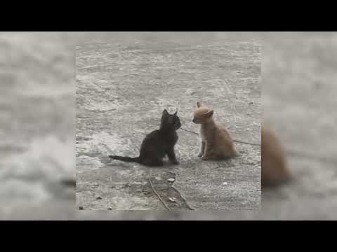 Видео: дельфин – любовь speed up 💗