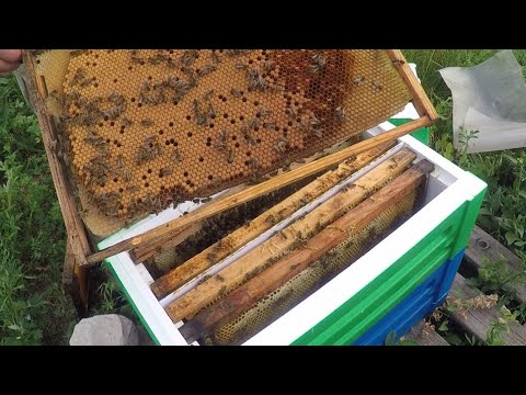 Видео: Однорамочные отводки пчел. Как усилить однорамочные отводки?