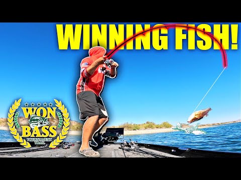 Видео: Я поймал рыбу стоимостью 170 000 долларов! Выложусь на все сто ради победы!