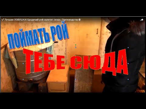 Видео: ✅ Лучшая ЛОВУШКА для пчел! Бродячий рой залетит скоро. Пчеловодство 🐝