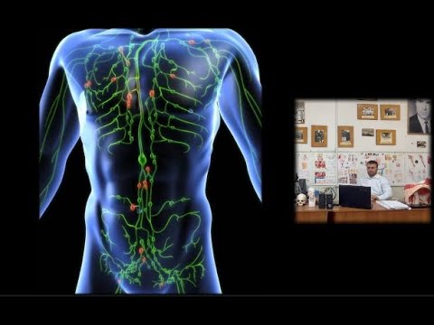 Видео: Сосуды и нервы передней брюшной стенки. Часть 4