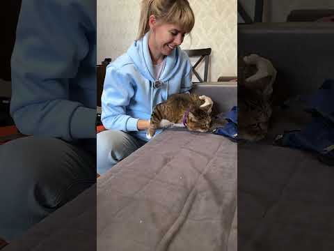 Видео: Повод к вызову: кошачья инфекция. Беру анализы, даю рекомендации