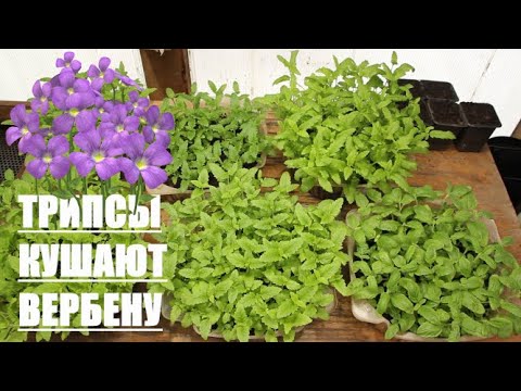 Видео: ВЕРБЕНА - Поеденная ТРИПСАМИ ))) Как и когда пикировать Вербену из семян?