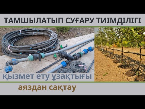 Видео: ТАМШЫЛАТЫП СУАРУ ҚАНШАЛЫҚ ТИІМДІ, ҚАНША ЖЫЛ ҚЫЗМЕТ ЕТЕДІ, ҚЫСТАН ҚАЛАЙ САҚТАЙМЫЗ #garden #бақ #сад