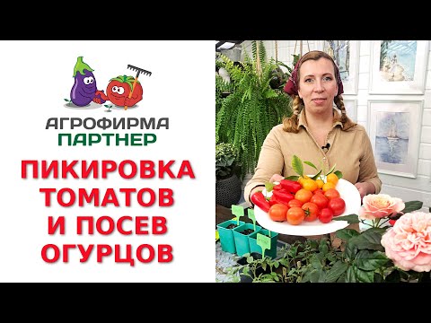 Видео: ПИКИРОВКА ТОМАТОВ И ПОСЕВ ОГУРЦОВ