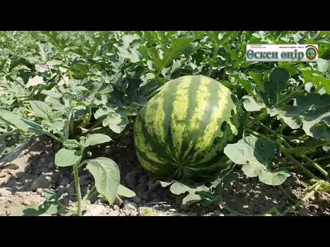 Видео: Шиелі, Ақмая ауылы