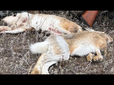 Видео: ЗАЙЦЫ ЛЕЖАТ ДО ПОСЛЕДНЕГО ПОКА НЕ НАСТУПИШЬ. ОХОТА НА ЗАЙЦА. 2025