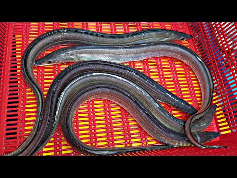 Видео: Сашими для выносливости, фиолетовый морской угорь, нарезанная рыба