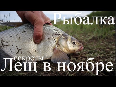 Видео: Как и на что ловить крупного леща в ноябре? Фидеры будут стрелять один за другим с этими секретами.