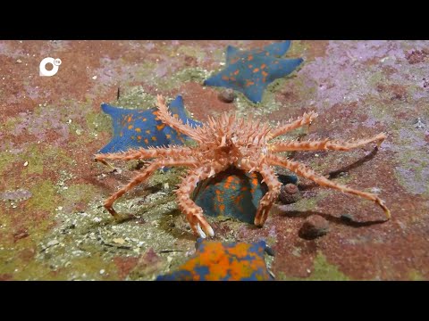 Видео: Морская / Камчатский краб для китайского Хуньчуня / 16.05.24