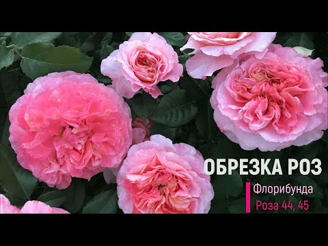 Видео: Летняя обрезка Роз. Флорибунда со спреевым цветением. Розы 44 и 45