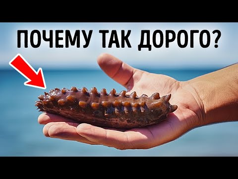 Видео: Морские огурцы очень дорогие, и вот почему