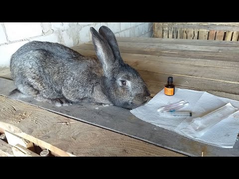 Видео: Как вылечить кроликов от ушного клеща