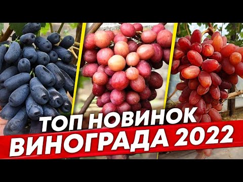 Видео: Лучшие новинки винограда 2022г. ТОП столовых сортов виноградник С. Мансурова. Шпалера для винограда🔥