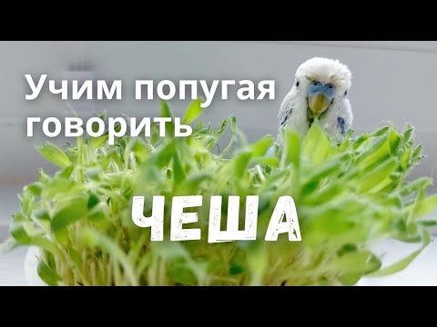 Видео: Учим попугая говорить Чеша