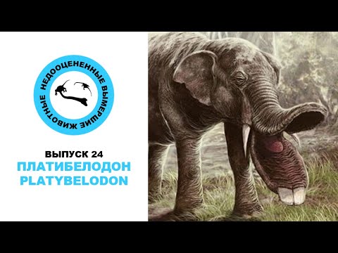 Видео: Недооцененные Вымершие Животные. Выпуск 24: Платибелодон (Platybelodon)