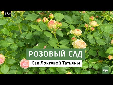 Видео: Розовый рай  Обзор сада Татьяны Локтевой