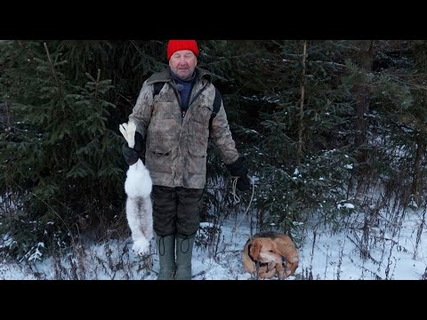 Видео: Как гончие берут след - зрелищная охота на беляка!