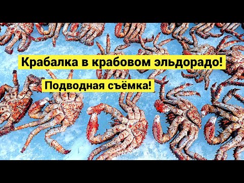 Видео: Крабалка в крабовом эльдорадо! Подводная съёмка / Okhotsk Sea Ice Crabbing!