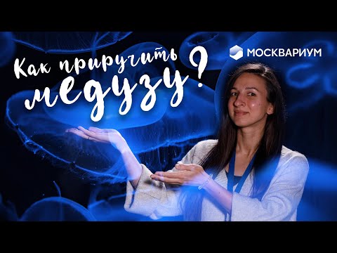 Видео: Как приручить МЕДУЗУ? / Аквариум для медуз