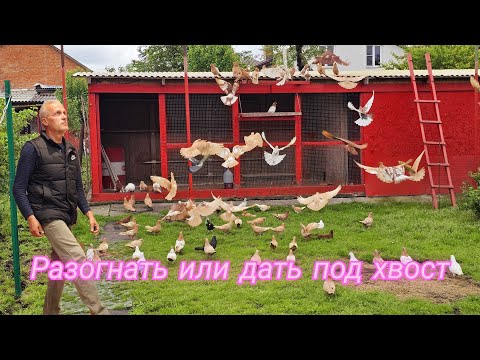 Видео: Внеплановая тренировка голубей