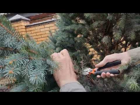Видео: Ель колючая Изели Фастигиата (Picea pungens Iseli Fastigiate). Основы формировки