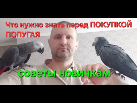 Видео: ПОКУПКА ПОПУГАЯ, что нужно знать прежде чем его купить