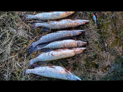 Видео: Осенний жор щуки. Енисей