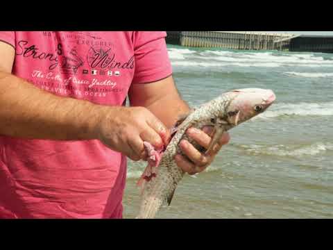 Видео: ШАШЛЫК из КЕФАЛИ. ENG SUB.