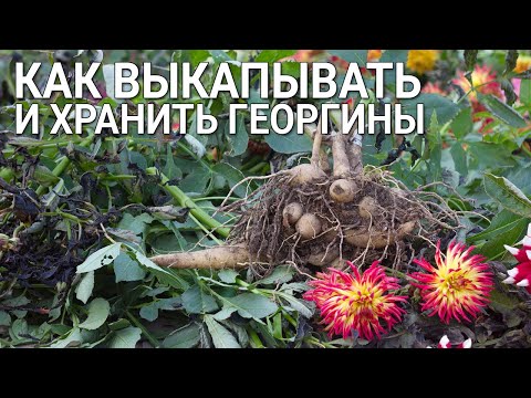 Видео: Как выкапывать и хранить георгины