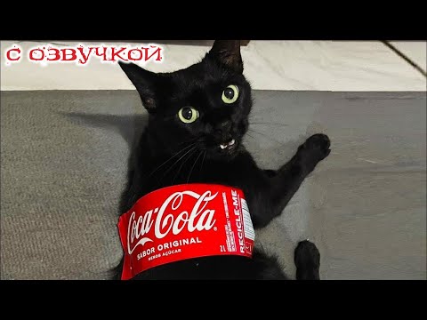 Видео: Приколы с котами! С ОЗВУЧКОЙ! - Смешное видео с котами и собаками! Самые смешные животные!