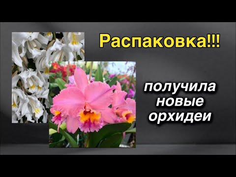 Видео: Распаковка, первый уход и полив! 🔥♥️🌸