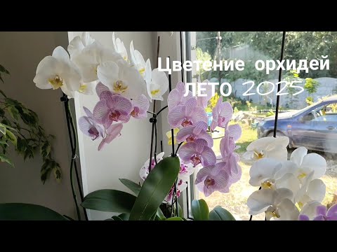 Видео: 6 октября 2025 г.
