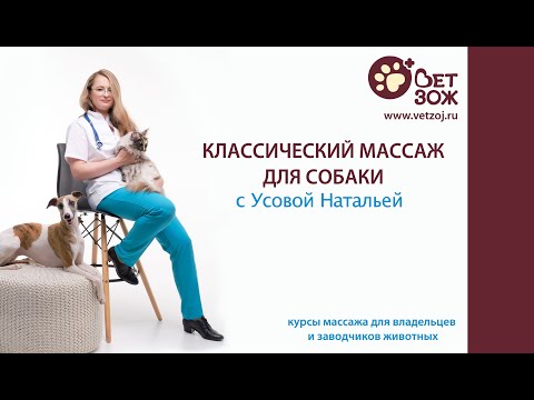 Видео: Классический массаж для собаки