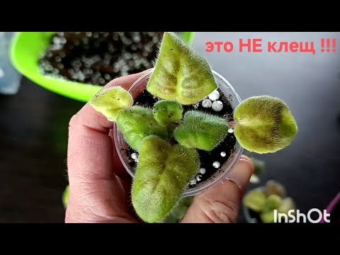 Видео: ЭТО НЕ КЛЕЩ !!! ЧТО С ДЕТКАМИ ???