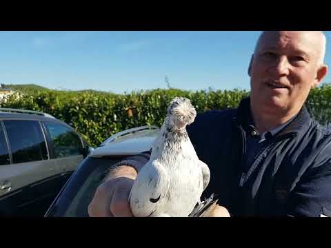 Видео: Германия,  г.Weilburg, птичий  рынок 27.04.25 года