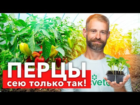 Видео: КОГДА И КАК СЕЯТЬ ПЕРЕЦ в 2024 г? Перец всходит быстро и дружно, а рассада растет здоровой
