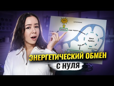 Видео: Энергетический обмен: разбор с нуля | Биология ЕГЭ