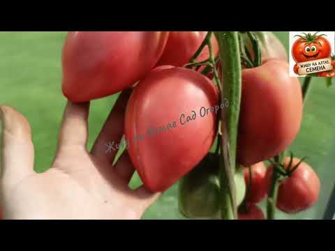 Видео: Крупноплодные коллекционные сорта томатов в теплице/Такого я не ожидала