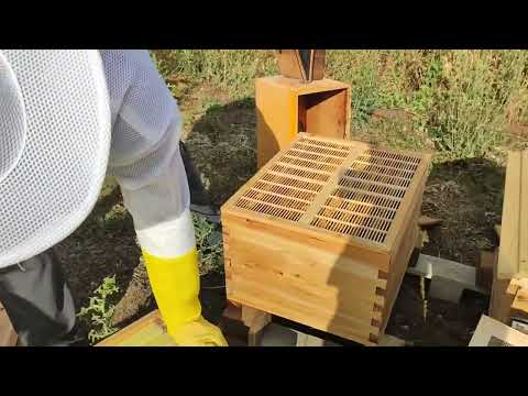 Видео: Устанавливаем Австралийский корпус на улий.