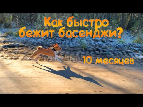 Видео: Басенджи 10 месяцев или Что такое курсинг для собак | Basenji 10 months old